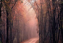 爱游戏-板球夜战：关东灰熊队读秒扳平胶东貔貅队，主帅临场妙招球迷期待下一战(狼队1比2扳回一球)